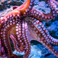 oceanfood.hu - Tengeri termékek kis- és nagykereskedése