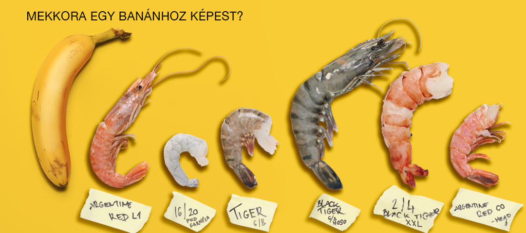 oceanfood.hu - Tengeri termékek kis- és nagykereskedése