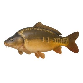Friss ponty egész kb 3kg/db
