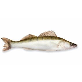 Friss fogas egész 2kg+