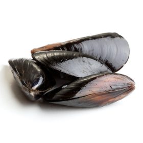 Fekete kagyló 40/60, gyorsfagyasztott