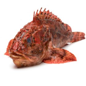 Friss skorpióhal, egész 