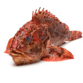 Friss skorpióhal, egész 