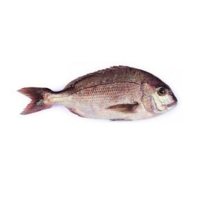 Friss vörös sügér,(pagro) egész