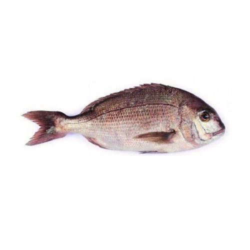 Friss vörös sügér, egész