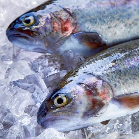 Friss pisztráng egész belezett 