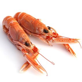 Scampi 17/20, gyorsfagyasztott