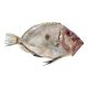 Friss szent péter hal, egész
