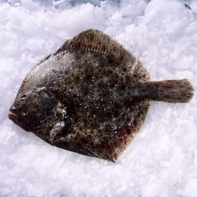 Friss egész rombuszhal 