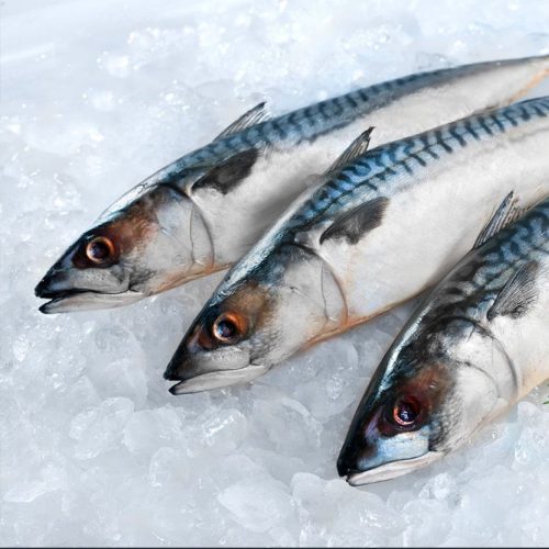 Friss makréla, egész 5kg/karton