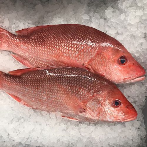 Friss vörös csattogóhal (Red Snapper), egész