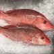 Friss vörös csattogóhal (Red Snapper), egész