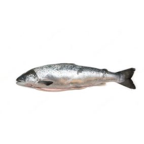Friss egész lazac kb. 5kg/darab