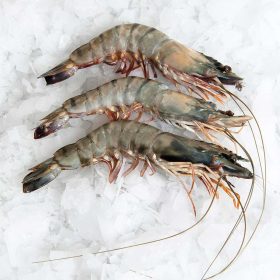 16/20 HOSO egész garnéla