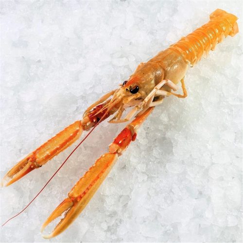 Norvég homár (scampi) csont