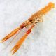 Norvég homár (scampi) csont 5kg/karton