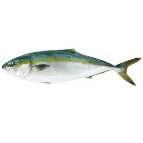 Friss hamachi kb 1,5kg/db