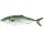 Friss hamachi kb 1,5kg/db