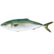 Friss hamachi kb 1,5kg/db