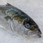 Friss hamachi kb 1,5kg/db